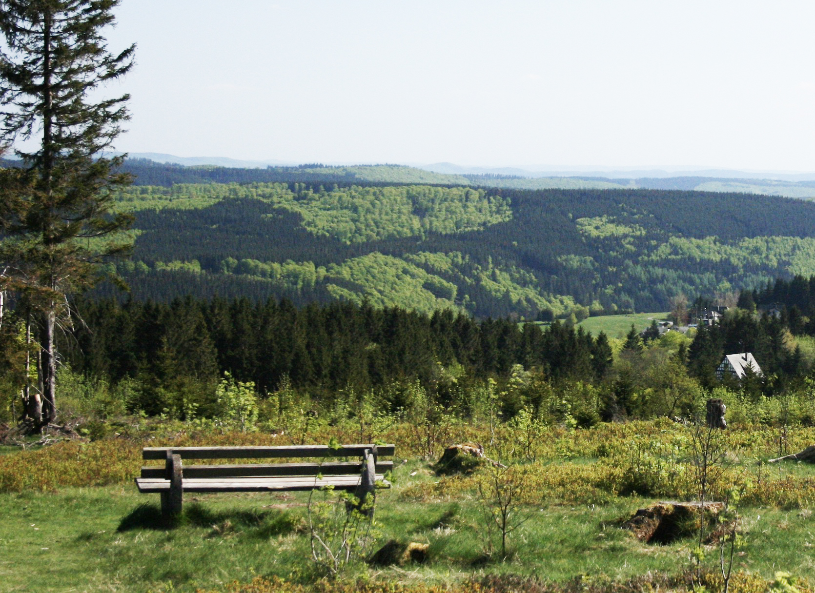 Read more about the article Die Rotbuche – Herrscherin im Wald